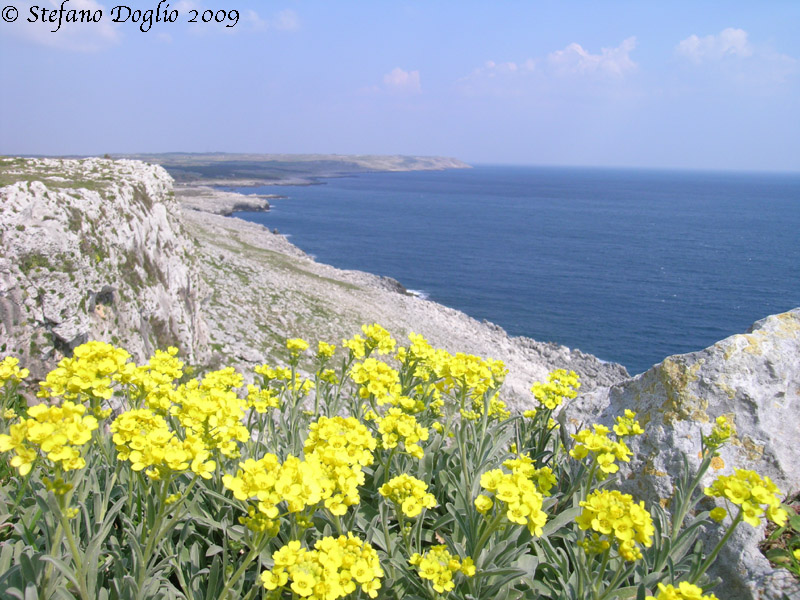 Aurinia leucadea (=Alyssum leucadeum) / Alisso di Leuca